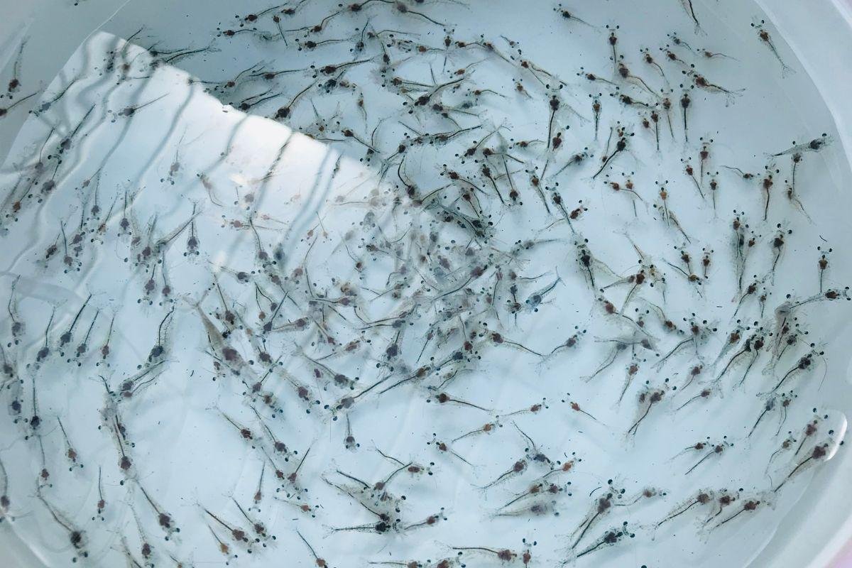 Shrimp Hatchery