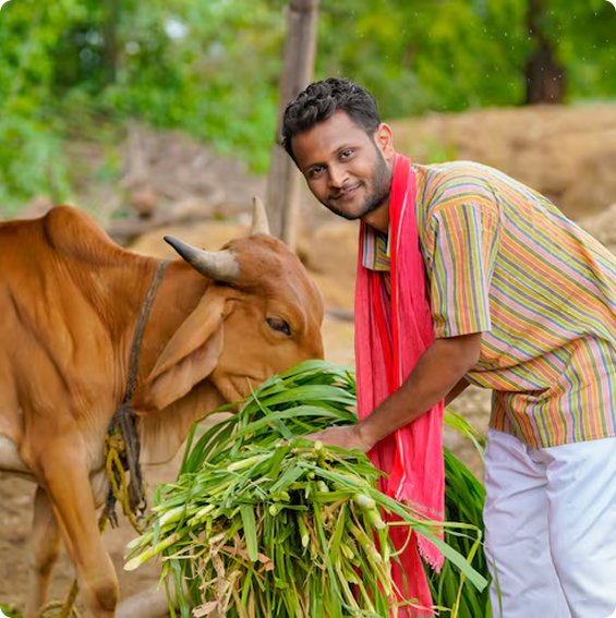 Farmer with cattle