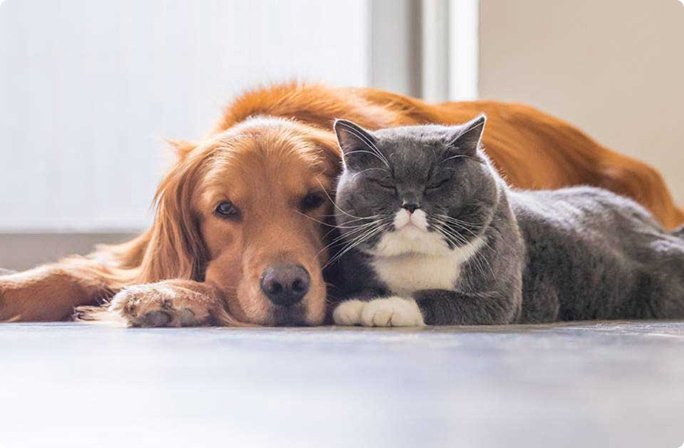 Pet Care