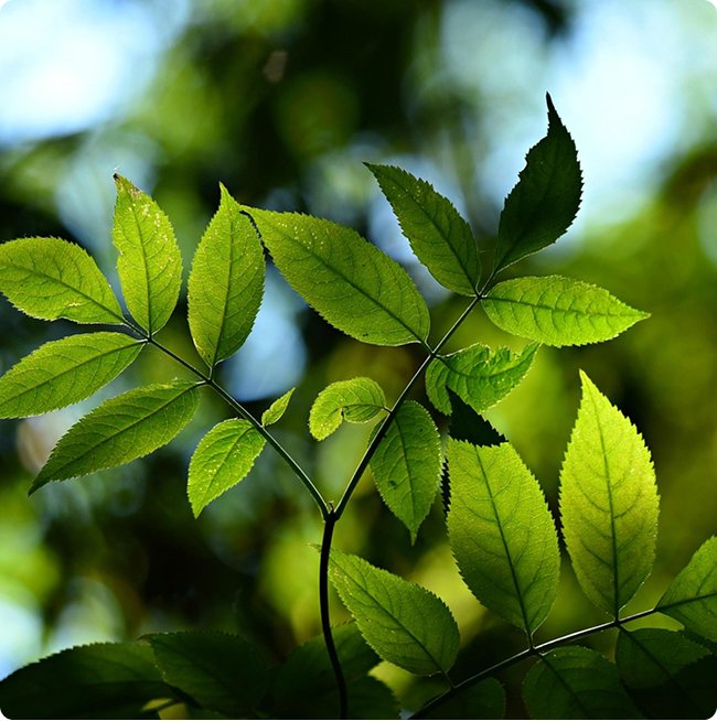 Eco-Conscious Business Growth
